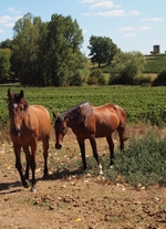 Les chevaux du Domaine de guérin